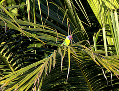 Psittacula cyanocephala