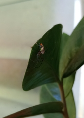 Leucauge argyrobapta