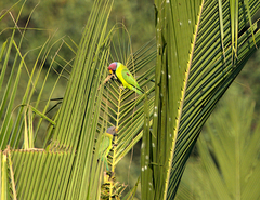 Psittacula cyanocephala