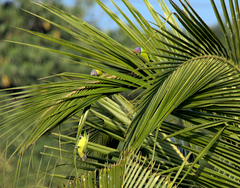 Psittacula cyanocephala