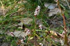 Polygonum jucundum