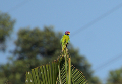 Psittacula cyanocephala