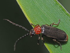 Silis ruficollis