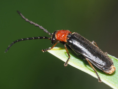 Silis ruficollis