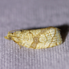 Adoxophyes negundana