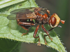 Sicus ferrugineus