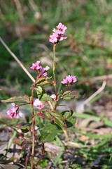 Polygonum jucundum