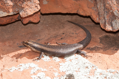 Egernia striolata