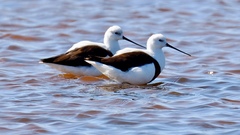 Cladorhynchus leucocephalus