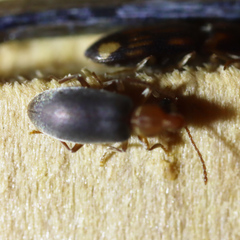 Notoxus murinipennis