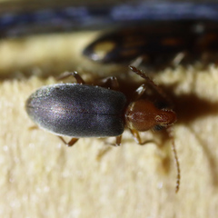Notoxus murinipennis