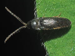 Microrhagus pygmaeus