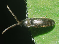 Microrhagus pygmaeus