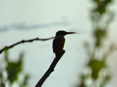 Alcedo atthis