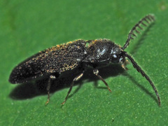 Microrhagus pygmaeus