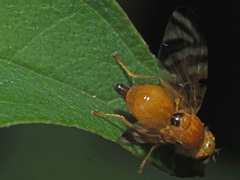Myoleja lucida