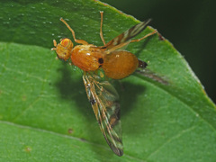 Myoleja lucida