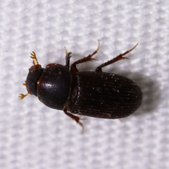 Ataenius
