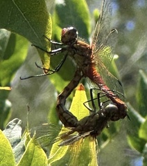 Erythrodiplax corallina