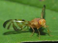 Myoleja lucida