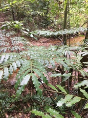 Ptisana attenuata