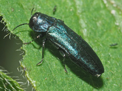 Agrilus cyanescens