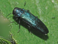 Agrilus cyanescens