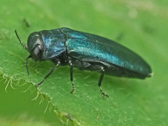 Agrilus cyanescens