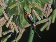 Axinotarsus pulicarius