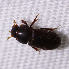 Ataenius