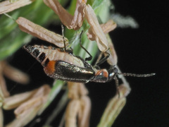 Axinotarsus pulicarius