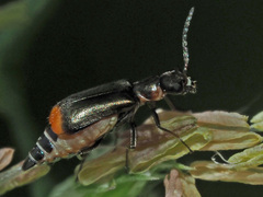 Axinotarsus pulicarius