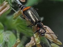 Axinotarsus pulicarius