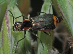 Axinotarsus pulicarius