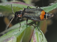 Axinotarsus pulicarius