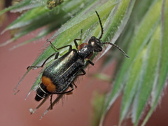 Axinotarsus pulicarius