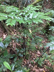 Ptisana attenuata