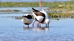 Cladorhynchus leucocephalus