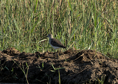 Tringa glareola