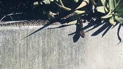 Bitis arietans arietans