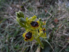 Ophrys lutea galilaea