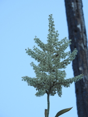 Veratrum californicum