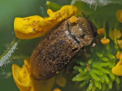 Byturus ochraceus