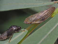 Aphrophoridae