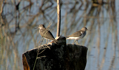 Actitis hypoleucos