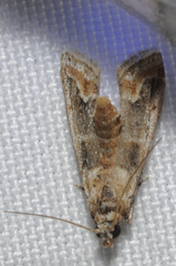 Neodavisia singularis