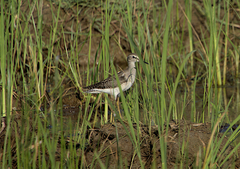 Tringa glareola