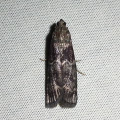 Euzophera ostricolorella