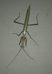 Coptopteryx argentina