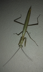 Coptopteryx argentina